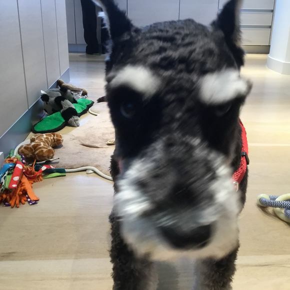 Meet your Posher, Jacob - Picture 1 of 1